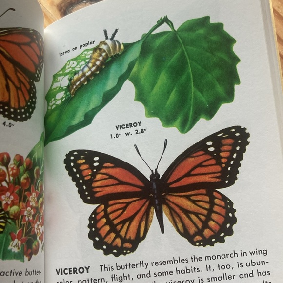 Set of 3 Vintage Golden Nature Guides - Picture 7 of 9